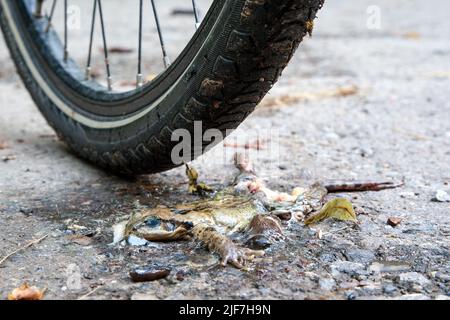 Crapauds, morts sous le pneu de vélo.dans les premières chaudes nuits de printemps, les crapauds quittent leurs quartiers d'hiver et beaucoup d'entre eux sont gérés par des cyclistes. Banque D'Images