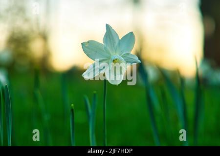 cloche de pâques, jonquille sur un pré vert. Fleurs de saison avec fleur blanche. Photo de la nature d'une plante Banque D'Images