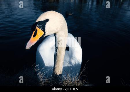 Couper le son du cygne sur le rivage. Regard intéressé de l'oiseau d'eau. Oiseau de Brandebourg. Photo d'animal de la nature Banque D'Images