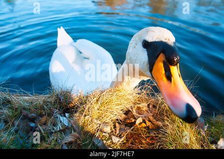 Couper le son du cygne sur le rivage. Regard intéressé de l'oiseau d'eau. Oiseau de Brandebourg. Photo d'animal de la nature Banque D'Images