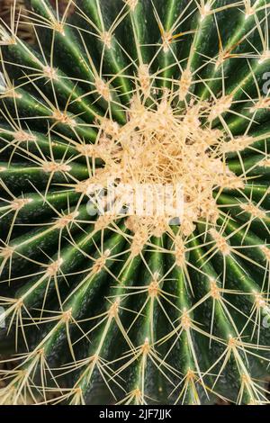 Cactus ronds avec aiguilles gros plan Banque D'Images
