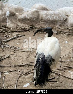 Sacré africain ibis Threskiornis aethiopicus , vue de profil, marche sur le sol Banque D'Images