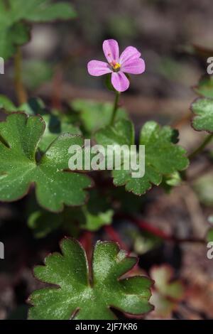 Gros plan de petite fleur rose brillant Cranesbill - Geranium lucidum, dans le jardin, Lituanie Banque D'Images