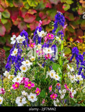 Anemone hupehensis 'Hadspen abondance' et Aconitum carmichaelii fleurissent dans le jardin fortifié d'Aberglasney Banque D'Images