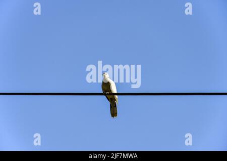 Une colombe solitaire blanche assise sur un fil contre un ciel bleu Banque D'Images