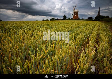 Thaxted, Royaume-Uni. 30th juin 2022. Thaxted Essex England UK Wheat Rippens sous un ciel menaçant de tempête 30 juin 2022 blé attendant une certaine pluie dans le nord-ouest de l'Essex avec Thaxted Church et John Webbs 19th Century Windmill à l'horizon. Crédit : BRIAN HARRIS/Alay Live News Banque D'Images