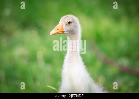 Gosling de la race 'Österreichische Landgans', une espèce autrichienne en voie de disparition Banque D'Images