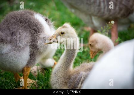 Les Gosslings de la race 'Österreichische Landgans', une espèce d'oie en voie de disparition originaire d'Autriche Banque D'Images