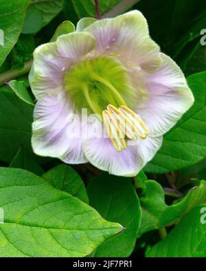 Cobaea scandens à la frontière du jardin de la piscine à Aberglasney Banque D'Images