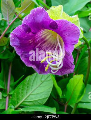 Cobaea scandens à la frontière du jardin de la piscine à Aberglasney Banque D'Images