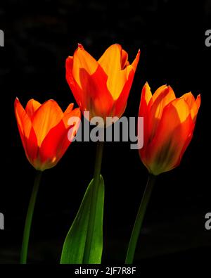 Tulipa 'El Niño' dans le jardin submergé à Aberglasney Banque D'Images