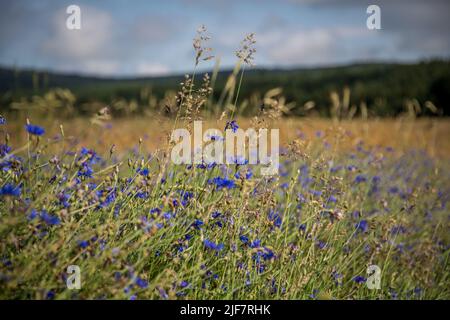 Agriculture biologique - champ d'orge (Hordeum vulgare) avec fleurs de maïs (Centaurea cyanus) Banque D'Images