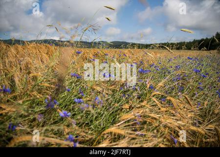 Agriculture biologique - champ d'orge (Hordeum vulgare) avec fleurs de maïs (Centaurea cyanus) Banque D'Images