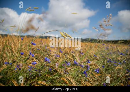 Agriculture biologique - champ d'orge (Hordeum vulgare) avec fleurs de maïs (Centaurea cyanus) Banque D'Images