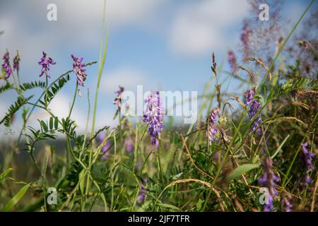 Etch d'oiseau (Vicia craca), Waldviertel, Autriche Banque D'Images