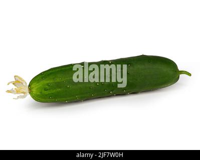 concombre fraîchement récolté avec une fleur de fruits flétris isolée sur fond blanc Banque D'Images