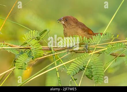 Un mineur de Munia reposant sur un arbre de brousse Banque D'Images