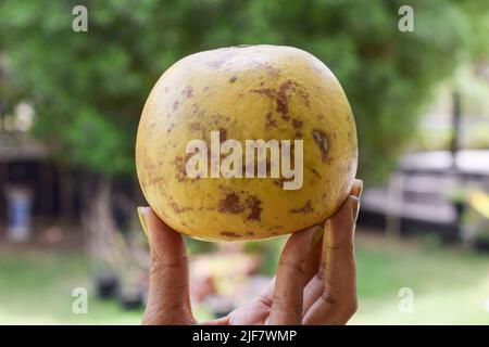 Bael indien ou bel fruit entier . Également connue sous le nom de pomme en bois, pomme dorée du sous-continent indien, Inde, Srilanka, Bangladesh et Népal. Doux et h Banque D'Images