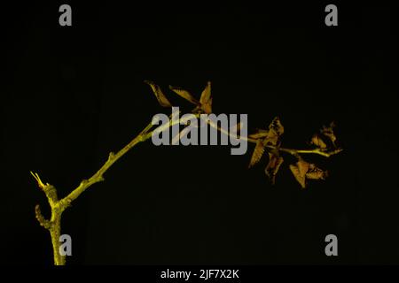 une seule branche horizontale de feuilles mortes brunes isolée avec lumière jaune sur fond noir Banque D'Images