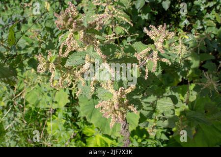 Gros plan de l'ortie de poussette commune (Urtica dioica) isolée sur un fond de haie vert naturel Banque D'Images