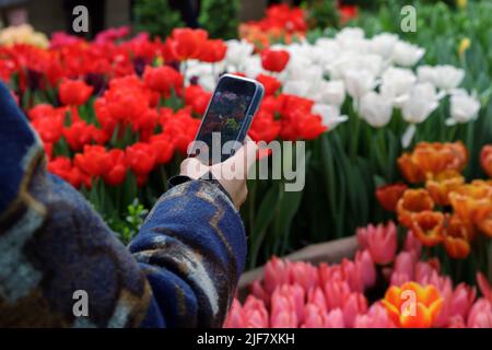 Une femme prend une photo d'un champ étonnant de tulipes sur son téléphone. Tulipes en lumière douce sur un arrière-plan flou avec espace pour le texte. Banque D'Images