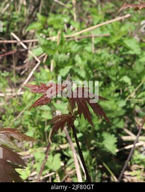 Jeune Acer rouge laisse dans la forêt de printemps du matin Banque D'Images