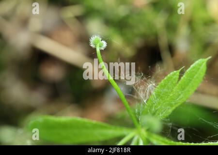 Galium aparine en gros plan Banque D'Images