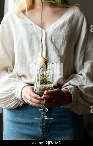 Femme méconnaissable tenant un pot rétro avec des graines d'avocat et poussant dans l'eau. Agriculture et écologie, deuxième vie pour l'avocat. La plante de germe d'avocat de la graine pousse avec la racine dans le verre d'eau. Décoration moderne. Concept minimaliste de la composition des plantes. Maison jardin. Banque D'Images