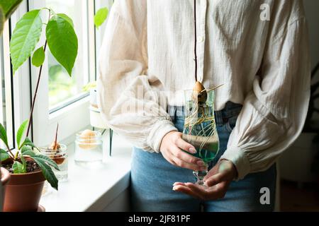Femme méconnaissable tenant un pot rétro avec des graines d'avocat et poussant dans l'eau. Agriculture et écologie, deuxième vie pour l'avocat. La plante de germe d'avocat de la graine pousse avec la racine dans le verre d'eau. Décoration moderne. Concept minimaliste de la composition des plantes. Maison jardin. Banque D'Images