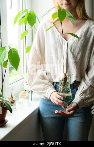 Femme méconnaissable tenant un pot rétro avec des graines d'avocat et poussant dans l'eau. Agriculture et écologie, deuxième vie pour l'avocat. La plante de germe d'avocat de la graine pousse avec la racine dans le verre d'eau. Décoration moderne. Concept minimaliste de la composition des plantes. Maison jardin. Banque D'Images