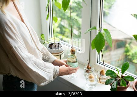 Femme méconnaissable tenant un pot rétro avec des graines d'avocat et poussant dans l'eau. Agriculture et écologie, deuxième vie pour l'avocat. La plante de germe d'avocat de la graine pousse avec la racine dans le verre d'eau. Décoration moderne. Concept minimaliste de la composition des plantes. Maison jardin. Banque D'Images
