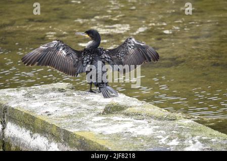 Vue arrière d'un grand Cormorant juvénile (Phalacrocorax carbo) avec ailes étalés et tête en profil gauche contre un fond de lac au soleil Banque D'Images