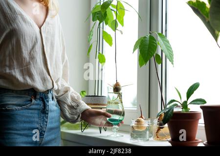 Femme méconnaissable tenant un pot rétro avec des graines d'avocat et poussant dans l'eau. Agriculture et écologie, deuxième vie pour l'avocat. La plante de germe d'avocat de la graine pousse avec la racine dans le verre d'eau. Décoration moderne. Concept minimaliste de la composition des plantes. Maison jardin. Banque D'Images