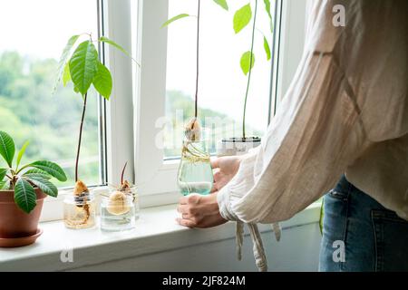 Femme méconnaissable tenant un pot rétro avec des graines d'avocat et poussant dans l'eau. Agriculture et écologie, deuxième vie pour l'avocat. La plante de germe d'avocat de la graine pousse avec la racine dans le verre d'eau. Décoration moderne. Concept minimaliste de la composition des plantes. Maison jardin. Banque D'Images
