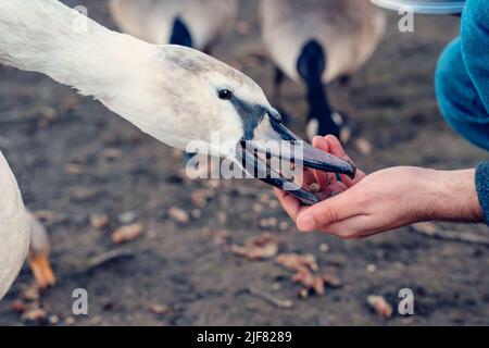 homme en manteau nourrissant cygnets et cygnes sur le lac de rivage le jour d'été Banque D'Images