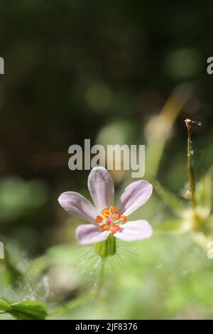 Géranium robertianum fleur en macro Banque D'Images