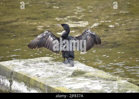 Grand Cormorant (Phalacrocorax carbo) surplombant un lac ensoleillé avec des ailes en surplomb et tête en profil gauche sur l'île de Man, Royaume-Uni au printemps Banque D'Images