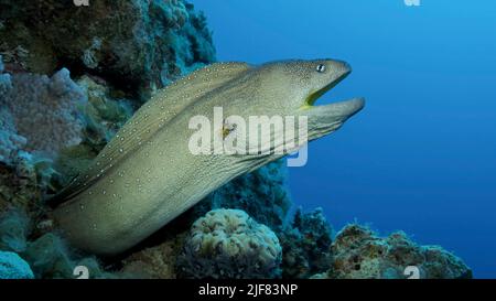 Portrait en gros plan de Moray avec bouche ouverte peeks hors de son lieu de cachette. Moray Eel à embouchure jaune (Gymnothorax nudivomer) Mer Rouge, Égypte Banque D'Images