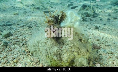 Le poisson de Lion de Zebra est situé sur un fond sablonneux. Portrait avant. Poisson-Lion zébré ou lionfish nain de la mer Rouge (Dendrochirus zébra, Dendrochirus hemprichi). Mer Rouge, E Banque D'Images