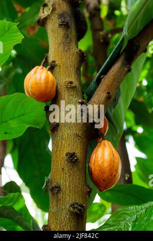 Fèves de cacao crues de couleur orange accrochées au cacao dans la forêt tropicale Banque D'Images