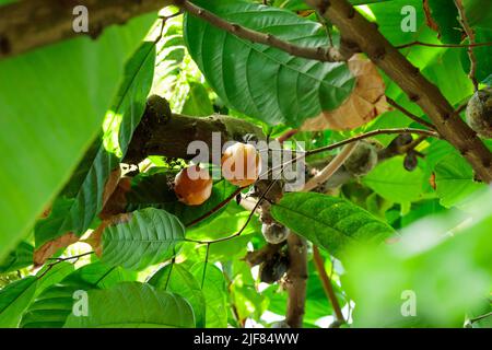 Fèves de cacao crues de couleur orange accrochées au cacao dans la forêt tropicale Banque D'Images