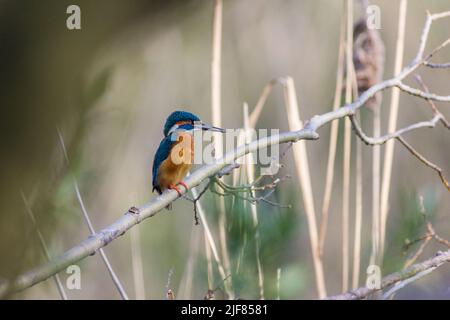 Eisvogel, Ansitz auf einem AST, Röhricht im hintergrund, Kingfisher, perching sur une branche, lit à roseaux en arrière-plan Banque D'Images