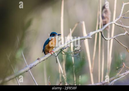 Eisvogel, Ansitz auf einem AST, Röhricht im hintergrund, Kingfisher, perching sur une branche, lit à roseaux en arrière-plan Banque D'Images