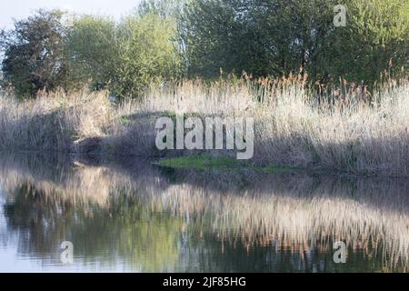 Rive d'un canal de navire à Devon avec des rushes de taureau d'hiver reflétées dans l'eau fixe Banque D'Images