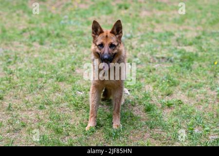 Service German Shepherd, en déchargement, en collant sa langue, est assis sur l'herbe. Photo de haute qualité Banque D'Images