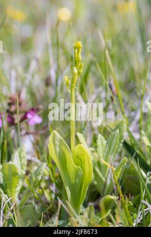 Orchidée de fène (Liparis loeselii) poussant dans une vallée de dunes avec des fleurs et des bourgeons Banque D'Images