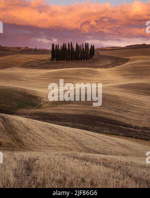 Groupe d'arbres sur la campagne vallonnée de Toscane près de San Quirico d'Orcia au coucher du soleil en Italie Banque D'Images