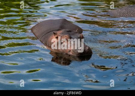 Un bébé hippopotame baignade, dans le lac, portrait Banque D'Images