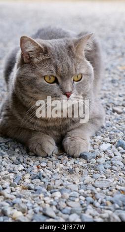 Portrait d'un chat écossais droit, gros plan britannique en extérieur. Un animal rayé de couleur grise avec un œil jaune regarde à l'extérieur Banque D'Images
