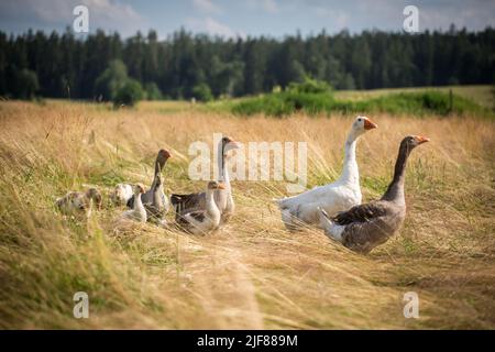 La famille des oies de la race 'Österreichische Landgans', une espèce autrichienne en voie de disparition Banque D'Images